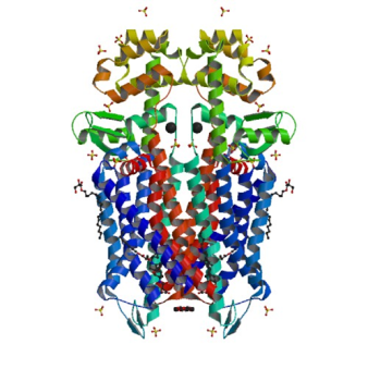 Crystal structure of the μ-opioid receptor bound to a morphinan antagonist, from WikimediaCommons by Metilisopropilisergamida.
