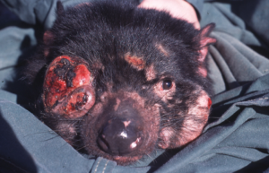 Figure 1. Tasmanian devil with facial tumor disease. Photo by: Menna Jones (creativecommons.org/licenses/by/2.5), via Wikimedia Commons.